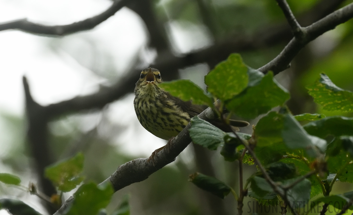 Parkesia noveboracensis [400 mm, 1/1000 Sek. bei f / 8.0, ISO 2500]